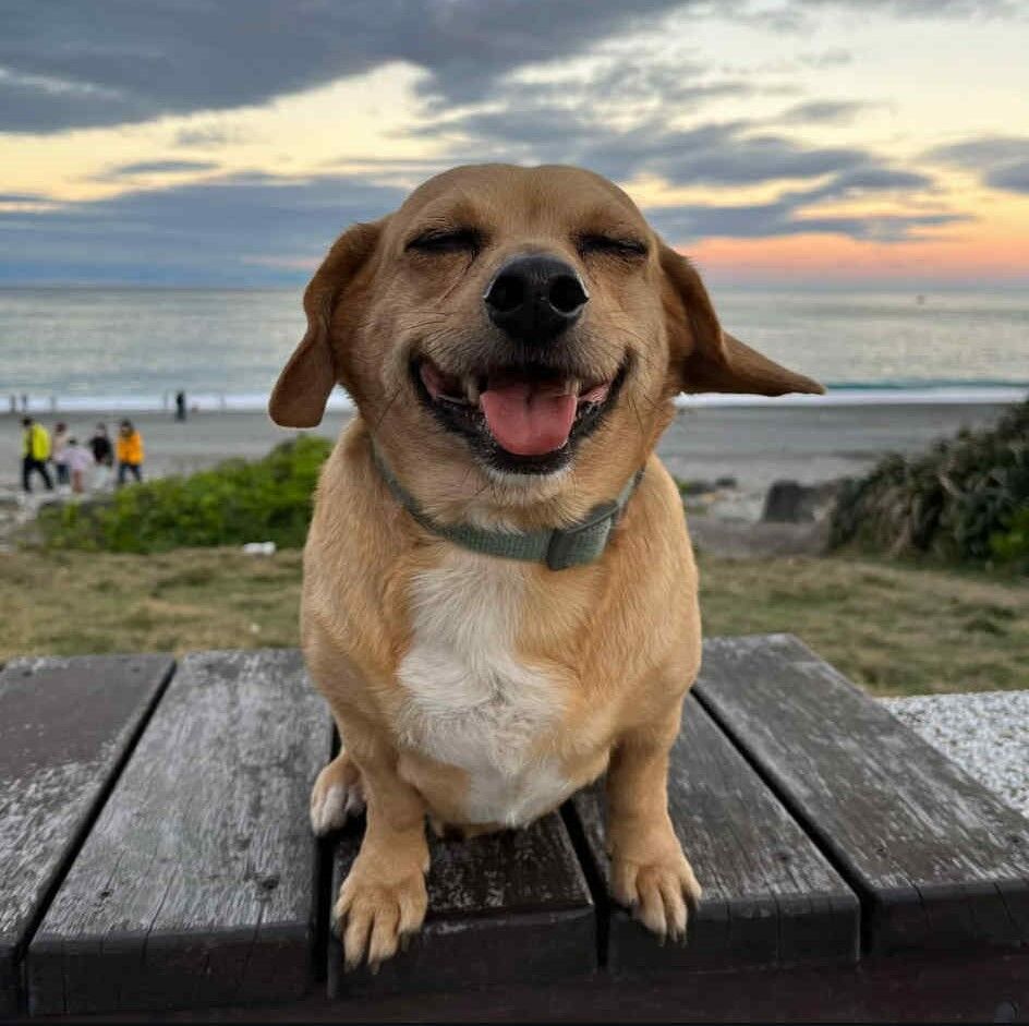 ▲肉肉太香！誘捕浪貓節育送養　自家貪吃狗參一咖被「誤捉」進籠。（圖／IG@pippi_puppy提供，請勿隨意翻拍，以免侵權。）