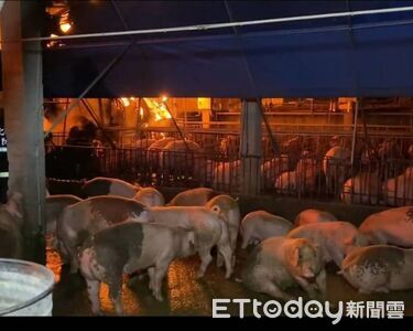 熱壓機空轉釀火警!害隔壁14頭豬慘成烤乳豬 粗心老闆下場曝