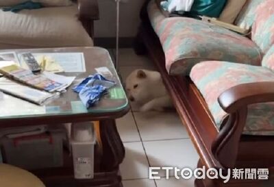 出不來!「白色糯米腸」塞椅下卡住 狗爬式挖地以為自己還小