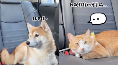 TOYOTA化身「寵物溝通師」？幽默揭開「毛孩內心小劇場」完成IG任務再抽萬元五星住宿券