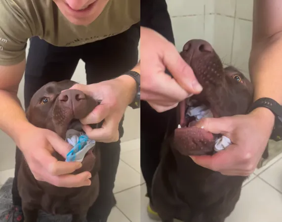 拉布拉多吃一雙襪子。（圖／翻攝自IG@guinness_the.choc.lab）