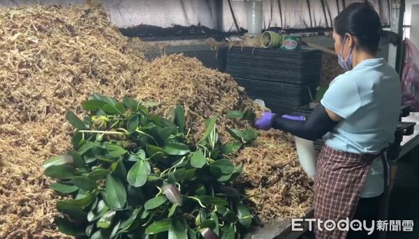 ▲台南蘭花農李蒼裕指出，美國關稅調高一定有影響，美國是台灣最大的出口市場，蘭花本來的利潤都只有5%至10%。扣一個20%關稅，以現在價錢扣關稅利潤就被吃光了，沒有利潤可言。（圖／記者林東良翻攝，下同）