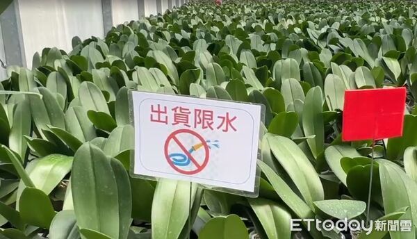▲台南蘭花農李蒼裕指出，美國關稅調高一定有影響，美國是台灣最大的出口市場，蘭花本來的利潤都只有5%至10%。扣一個20%關稅，以現在價錢扣關稅利潤就被吃光了，沒有利潤可言。（圖／記者林東良翻攝，下同）