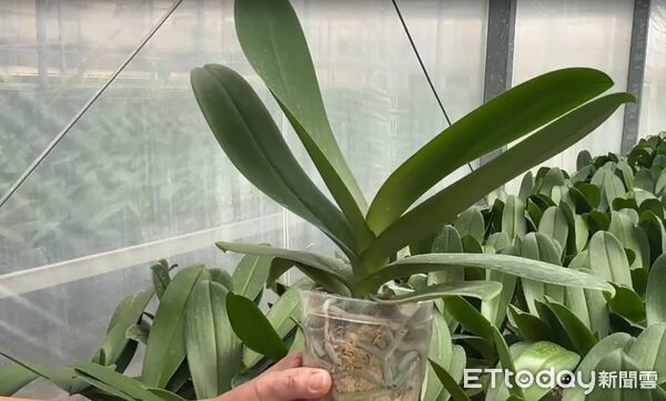 ▲台南蘭花農李蒼裕指出，美國關稅調高一定有影響，美國是台灣最大的出口市場，蘭花本來的利潤都只有5%至10%。扣一個20%關稅，以現在價錢扣關稅利潤就被吃光了，沒有利潤可言。（圖／記者林東良翻攝，下同）