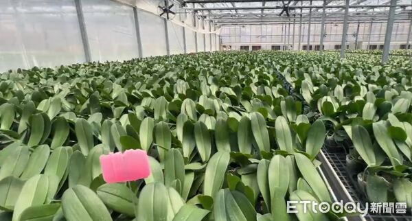 ▲台南蘭花農李蒼裕指出，美國關稅調高一定有影響，美國是台灣最大的出口市場，蘭花本來的利潤都只有5%至10%。扣一個20%關稅，以現在價錢扣關稅利潤就被吃光了，沒有利潤可言。（圖／記者林東良翻攝，下同）