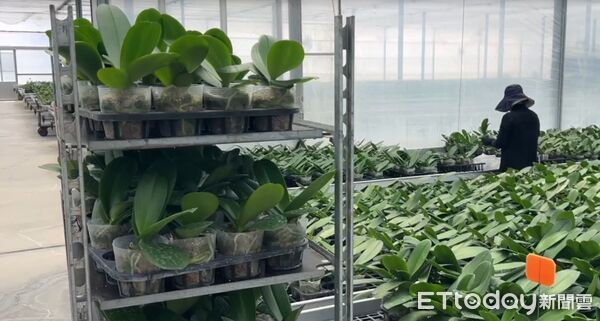 ▲台南蘭花農李蒼裕指出，美國關稅調高一定有影響，美國是台灣最大的出口市場，蘭花本來的利潤都只有5%至10%。扣一個20%關稅，以現在價錢扣關稅利潤就被吃光了，沒有利潤可言。（圖／記者林東良翻攝，下同）