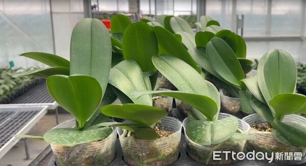 ▲台南蘭花農李蒼裕指出，美國關稅調高一定有影響，美國是台灣最大的出口市場，蘭花本來的利潤都只有5%至10%。扣一個20%關稅，以現在價錢扣關稅利潤就被吃光了，沒有利潤可言。（圖／記者林東良翻攝，下同）