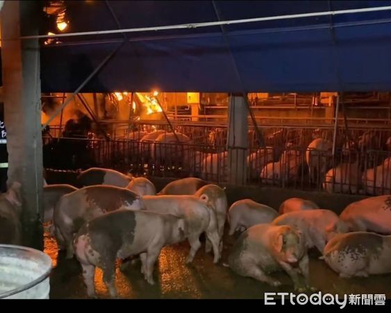 ▲彰化床墊沙發工廠火警釀14頭豬隻傷亡。（圖／ETtoday資料照）