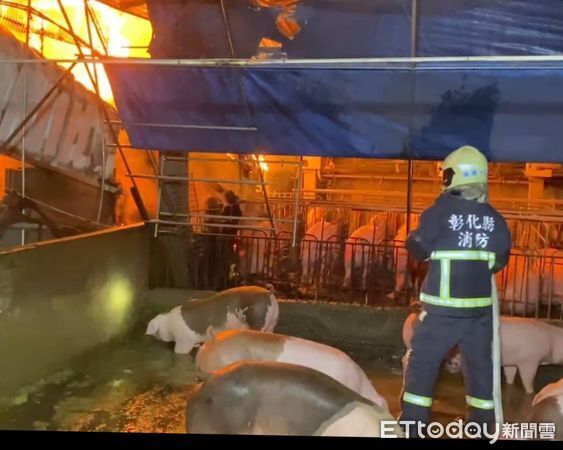 ▲彰化床墊沙發工廠火警釀14頭豬隻傷亡。（圖／ETtoday資料照）