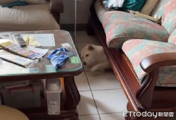 ▲。（圖／Threads@the_617提供，請勿隨意翻拍，以免侵權。）