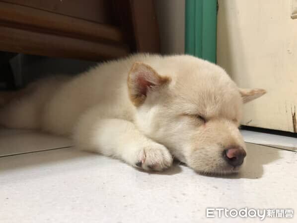 ▲。（圖／Threads@the_617提供，請勿隨意翻拍，以免侵權。）