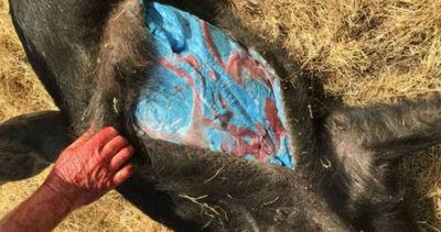 加州驚見野豬「變成霓虹藍」 官員示警:毒素恐擴散至多種動物