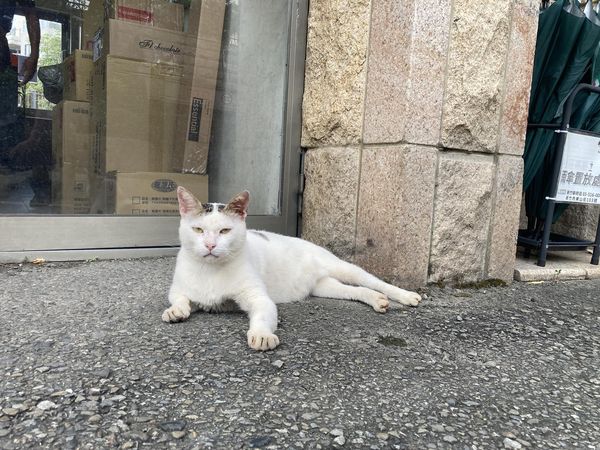 貓咪保全訂單。（圖／有點毛毛的／網友Yen Wei Li投稿）