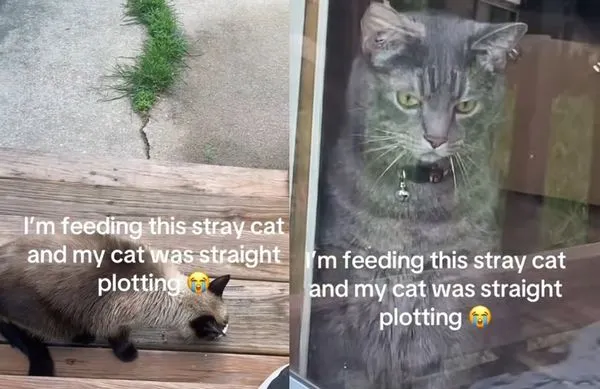 男偷餵浪貓被抓包　貓主子怒瞪「外遇畫面」網笑：快把小三扶正。（圖／翻攝自TikTok／blvksam）