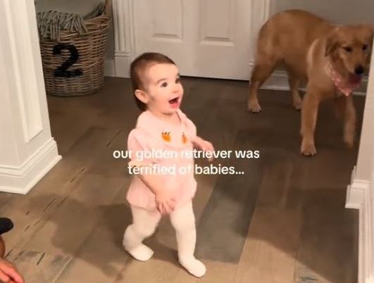 ▲。（圖／翻攝自TikTok／@novathegoldenn）