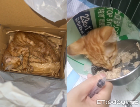 小橘貓差點被火化。（圖／Threads@0907weiwei提供）