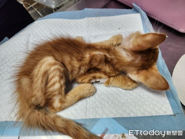 小橘貓差點被火化。（圖／Threads@0907weiwei提供）