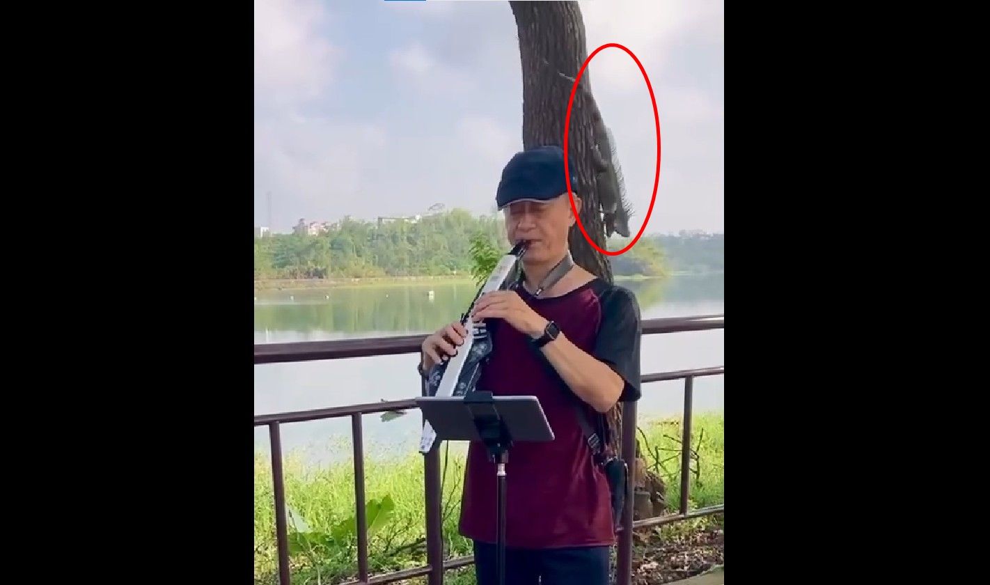 ▲▼綠鬣蜥入侵中南部，昨日在嘉義蘭潭現蹤（圖／李慶仁提供）