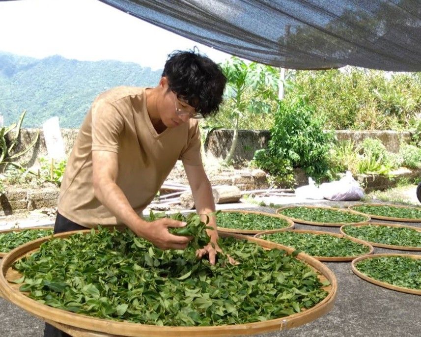 ▲新北美人茶評鑑揭曉 三芝茶農粟益民再奪特等獎。（圖／新北市農業局提供）