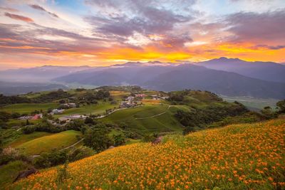 花蓮金針花季8/8開跑！賞金色花海、清晨山嵐　順遊玉里美食