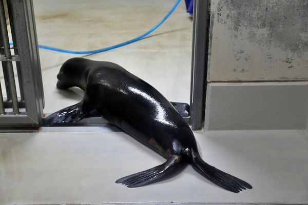 ▲▼男鹿水族館GAO。（圖／部落客viviyu授權提供）