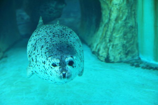 ▲▼男鹿水族館GAO。（圖／部落客viviyu授權提供）