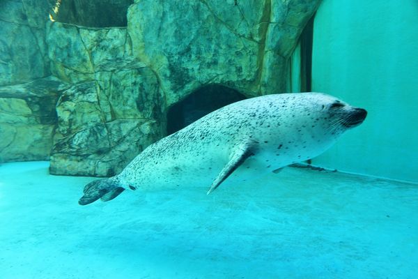 ▲▼男鹿水族館GAO。（圖／部落客viviyu授權提供）