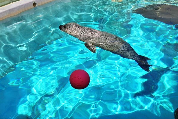 ▲▼男鹿水族館GAO。（圖／部落客viviyu授權提供）