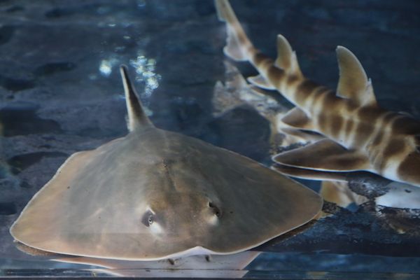 ▲▼男鹿水族館GAO。（圖／部落客viviyu授權提供）