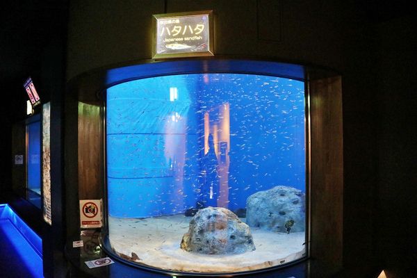 ▲▼男鹿水族館GAO。（圖／部落客viviyu授權提供）