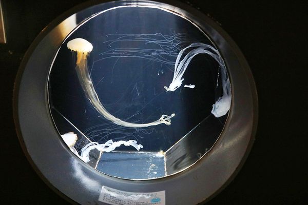 ▲▼男鹿水族館GAO。（圖／部落客viviyu授權提供）