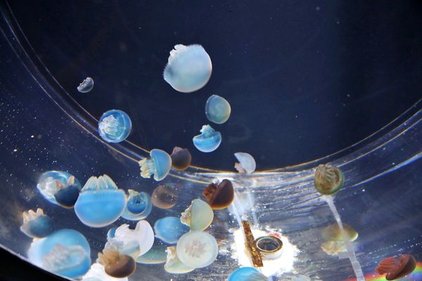 ▲▼男鹿水族館GAO。（圖／部落客viviyu授權提供）