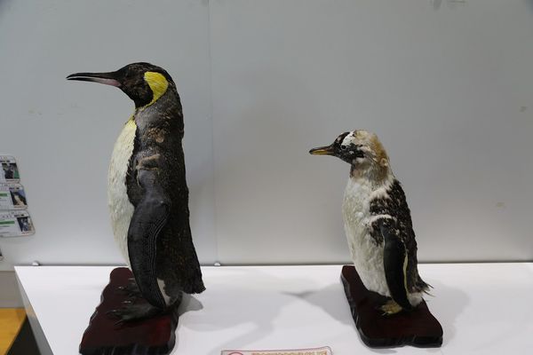 ▲▼男鹿水族館GAO。（圖／部落客viviyu授權提供）