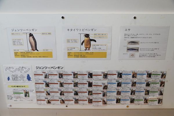 ▲▼男鹿水族館GAO。（圖／部落客viviyu授權提供）