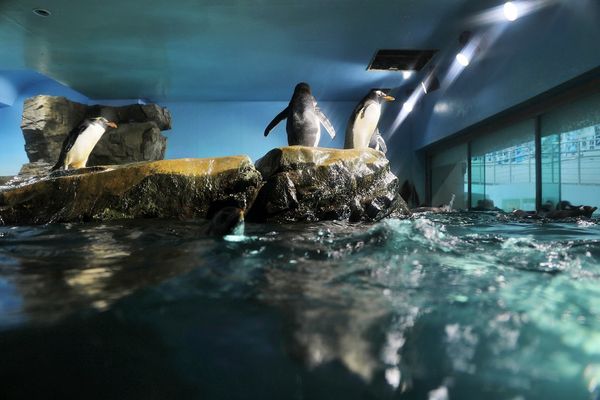 ▲▼男鹿水族館GAO。（圖／部落客viviyu授權提供）