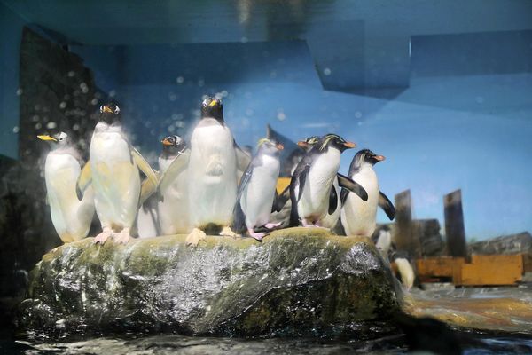 ▲▼男鹿水族館GAO。（圖／部落客viviyu授權提供）