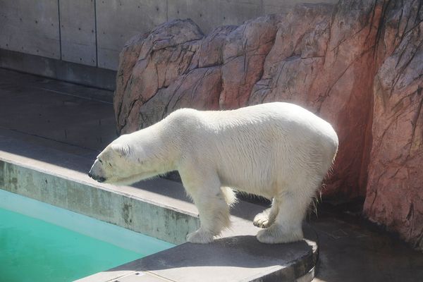 ▲▼男鹿水族館GAO。（圖／部落客viviyu授權提供）