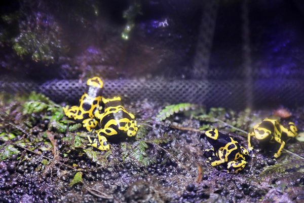 ▲▼男鹿水族館GAO。（圖／部落客viviyu授權提供）