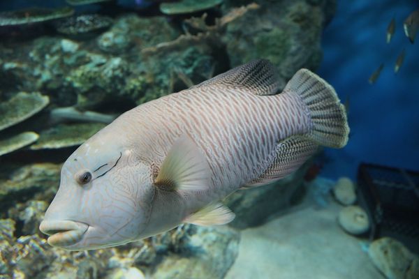 ▲▼男鹿水族館GAO。（圖／部落客viviyu授權提供）