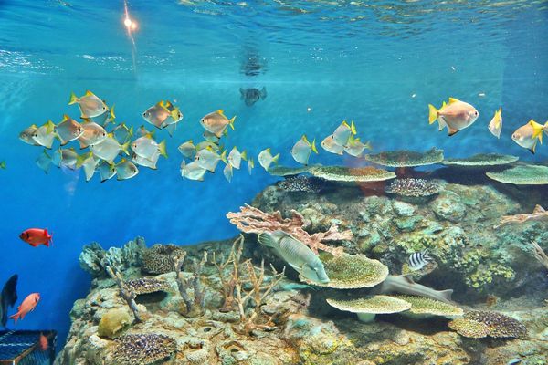 ▲▼男鹿水族館GAO。（圖／部落客viviyu授權提供）