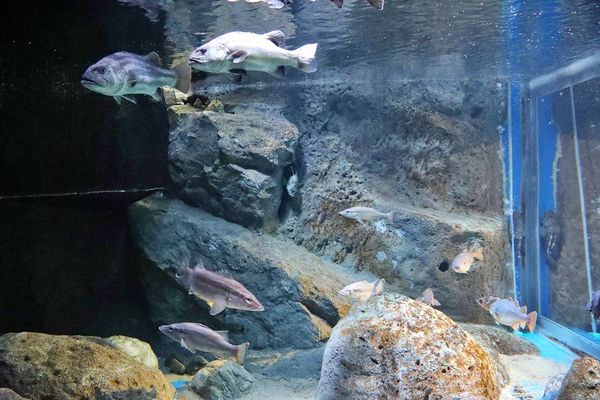 ▲▼男鹿水族館GAO。（圖／部落客viviyu授權提供）