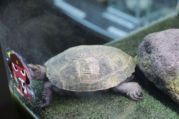 ▲▼男鹿水族館GAO。（圖／部落客viviyu授權提供）