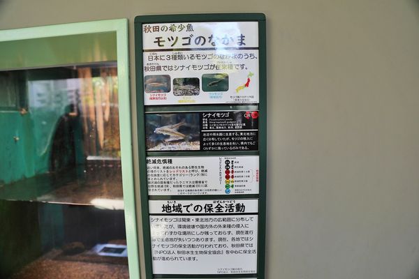 ▲▼男鹿水族館GAO。（圖／部落客viviyu授權提供）