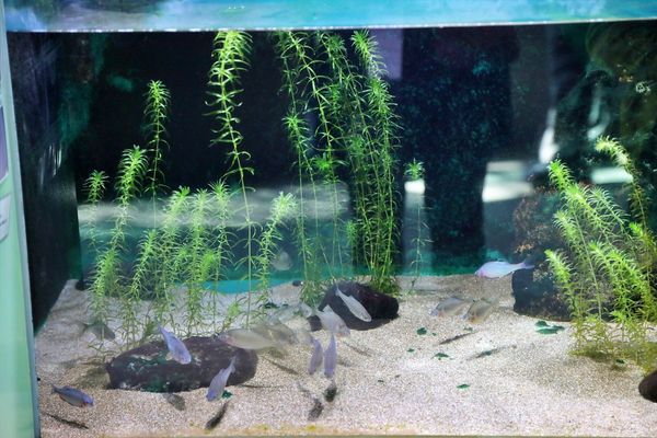 ▲▼男鹿水族館GAO。（圖／部落客viviyu授權提供）