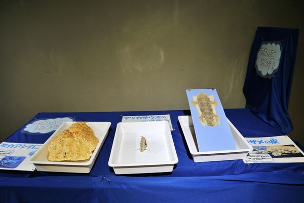 ▲▼男鹿水族館GAO。（圖／部落客viviyu授權提供）