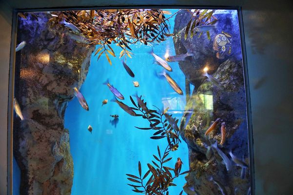 ▲▼男鹿水族館GAO。（圖／部落客viviyu授權提供）
