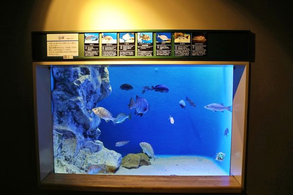 ▲▼男鹿水族館GAO。（圖／部落客viviyu授權提供）