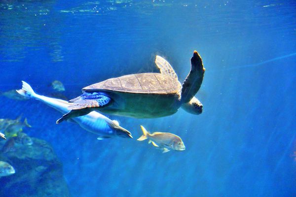 ▲▼男鹿水族館GAO。（圖／部落客viviyu授權提供）