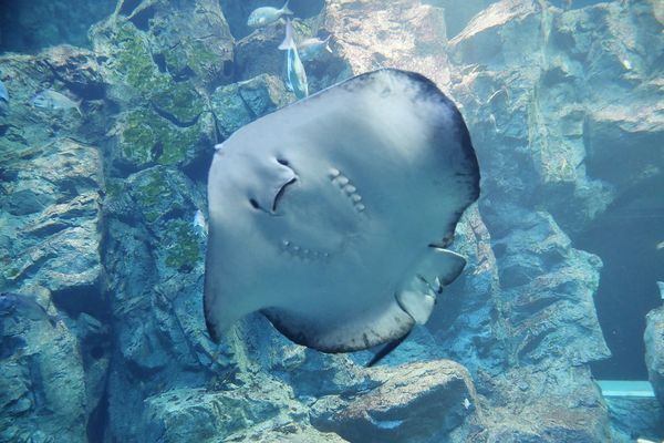 ▲▼男鹿水族館GAO。（圖／部落客viviyu授權提供）