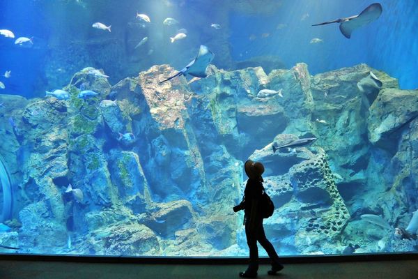 ▲▼男鹿水族館GAO。（圖／部落客viviyu授權提供）